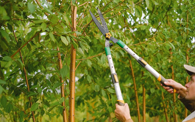 Tree trimming in Keosauqua, IA